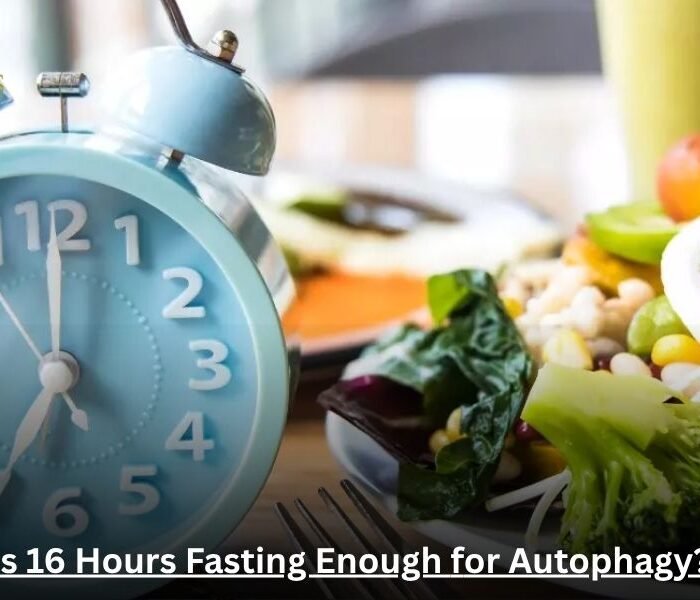 Is 16 Hours Fasting Enough for Autophagy