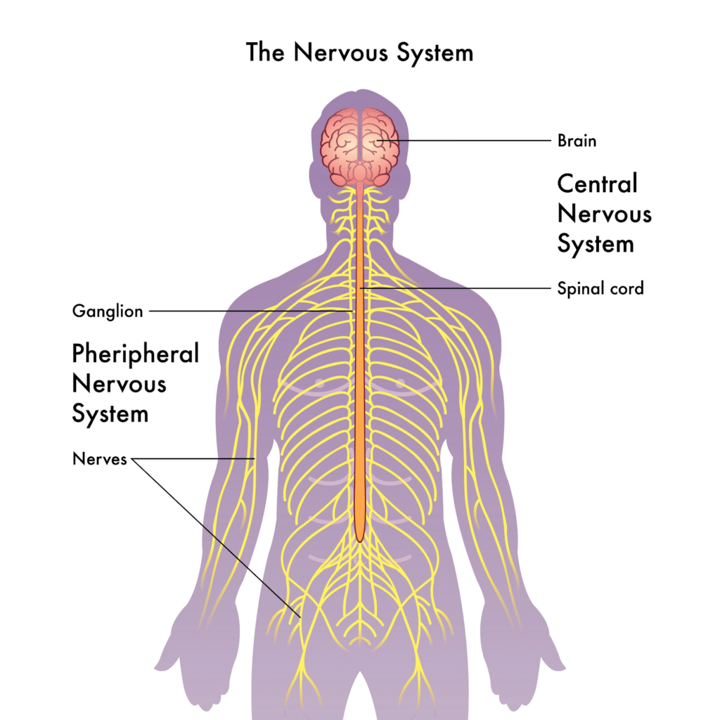 Doctorhub360.com Neurological Diseases{ The Nervous System