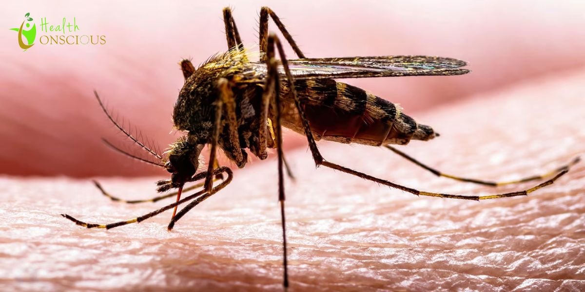New DNA Study Reveals the Ancient Mediterranean Roots of the ‘London Tube Mosquito’